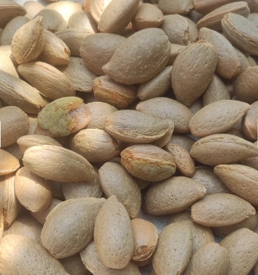 فروش و قیمت عمده بادام سنگی شیراز